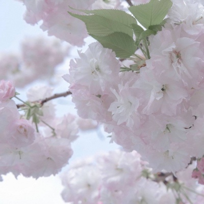 上高福瑞交流群